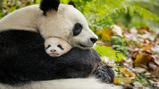 ‘Born in China’ Review: Disney Animal Doc Is Cutesy and Contrived, But…Baby Panda!