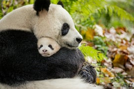 ‘Born in China’ Review: Disney Animal Doc Is Cutesy and Contrived, But…Baby Panda!