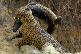 Here’s Nat Geo Wild’s Fall Slate – and Insane Footage of a Jaguar Hunting a Crocodile (Exclusive)