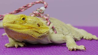 ‘The Vet Life’: Watch This Lady Kiss Her Sick Lizard (Exclusive Video)