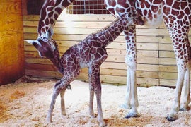 April the Giraffe’s Calf Gets First Visit With Vet: ‘Baby Checks Out Just Perfect’ (Video)