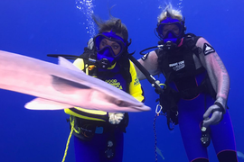 ‘GMA,’ Ginger Zee Take Viewers on Virtual Tour of Shark Infested Waters (Video)