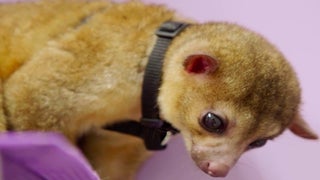 ‘The Vet Life’: Silly Kinkajou, You’re About to Get Castrated (Exclusive Video)