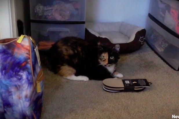 my cat from hell hulu