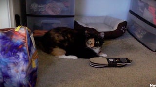 ‘My Cat From Hell’: NOBODY TOUCH CALI (Exclusive Video)