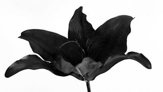 Washington Post Revives The Lily, for Women ‘Who Have Something to Say’