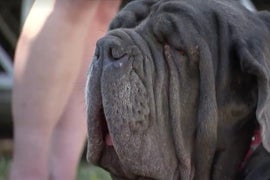 125-Pound Droopy, Drooling Mastiff Wins World’s Ugliest Dog Contest