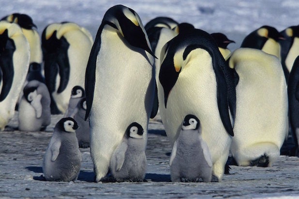 march of the penguins morgan freeman march of the penguins morgan freeman
