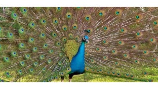Watch a Peacock Vandalize a Los Angeles Liquor Store (Video)