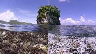 ‘Chasing Coral’ Review: Environmental Doc Exposes Oceanic Crisis