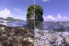 ‘Chasing Coral’ Review: Environmental Doc Exposes Oceanic Crisis