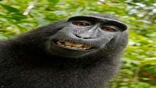 PETA Monkey Selfie Lawsuit Settled, and We May Never Know if Animals Can Hold Copyrights