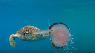 Watch a Sea Turtle Suck Up a Jellyfish Like Spaghetti, Courtesy of Nat Geo (Video)