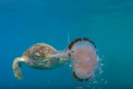 Watch a Sea Turtle Suck Up a Jellyfish Like Spaghetti, Courtesy of Nat Geo (Video)