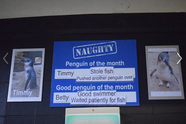 timmy the penguin