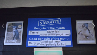 New Zealand Aquarium Adorably Shames Misbehaving Penguin