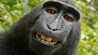 Planet of the Apes? PETA Lawsuit Says a Monkey Is Photo’s Legal Owner