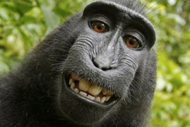 Planet of the Apes? PETA Lawsuit Says a Monkey Is Photo’s Legal Owner