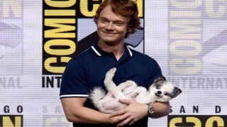 ‘Game of Thrones’ at Comic-Con: No Direwolves, But Theon Brings a Puppy