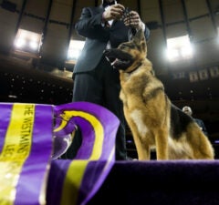 Westminster Dog Show