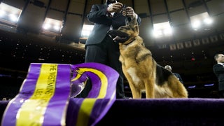 Nat Geo Wild Goes Wild With Behind-the-Scenes at Westminster Dog Show (Exclusive)