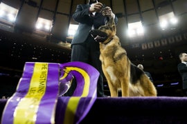 Nat Geo Wild Goes Wild With Behind-the-Scenes at Westminster Dog Show (Exclusive)