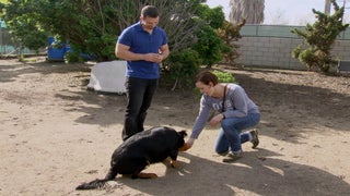 ‘Rescue Dog to Super Dog’ Trainer Wants Your Dog to Die… of Old Age, Surrounded by Family