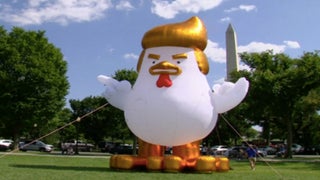 Giant Trump Chicken Cracks Up Twitter