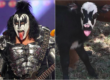 gene simmons genie the calf