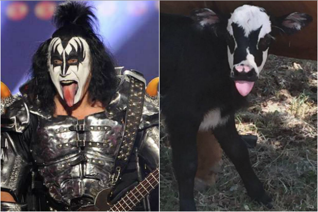 gene simmons genie the calf