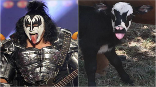 Gene Simmons’ Calf Doppelganger Becomes Instant Internet Sensation