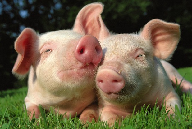 Eating Animals