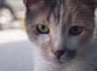 Kedi