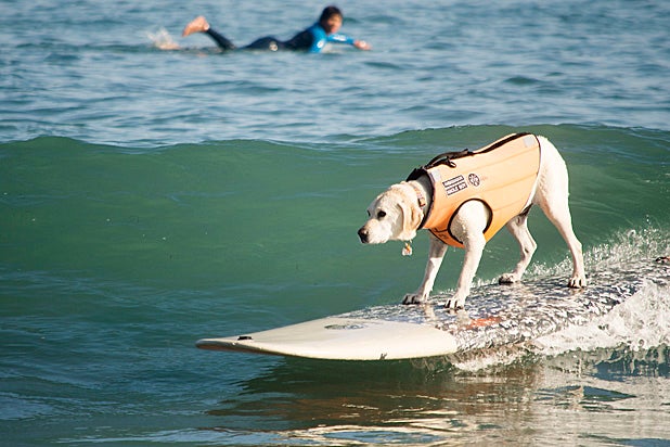 A Walk on Water Surfing Dog A Walk on Water Surfing Dog