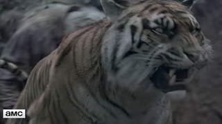 Watch a Tiger Get Eaten by Zombies on ‘The Walking Dead’ (Video)