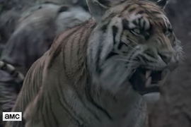 Watch a Tiger Get Eaten by Zombies on ‘The Walking Dead’ (Video)