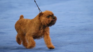 How to Stream the National Dog Show