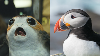 Porgs in ‘Star Wars: The Last Jedi’ Look Like Puffins for a Very Good Reason
