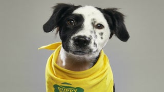 ‘Puppy Bowl XIV’: 7 Things Seen, Heard (and Petted) Behind the Scenes