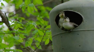 Watch a Baby Duck Try His First Flight on New Nat Geo Wild Show (Exclusive Video)