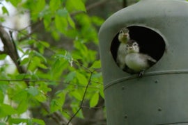 Watch a Baby Duck Try His First Flight on New Nat Geo Wild Show (Exclusive Video)