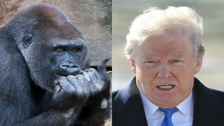No, Trump Didn’t Demand the Gorilla Channel Play on White House TVs