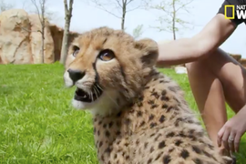 ‘Zoo Life’: Move Over Matt Damon – Jack Hanna Actually Lives in a Zoo (Exclusive Video)