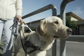 Puppy Movie ‘Pick of the Litter’ Sells to IFC’s Sundance Selects