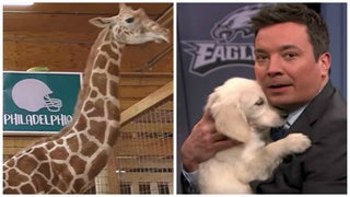 Watch April the Giraffe and Jimmy Fallon’s Puppies Predict Super Bowl LII Winner (Videos)