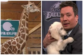 Watch April the Giraffe and Jimmy Fallon’s Puppies Predict Super Bowl LII Winner (Videos)