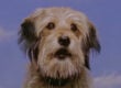 benji
