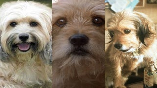 All 6 ‘Benji’ Movies, Ranked From Worst to Best (Photos)