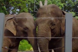 ‘The Zoo’: Here’s the Really Cool Way Handlers Test Elephants for Tuberculosis (Exclusive Video)
