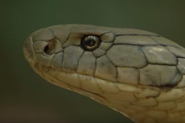 Watch the Longest Snake on Earth Eat a Friggin’ Deer Whole (Video)